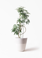 angustifolia-182_1.jpg?1564738873