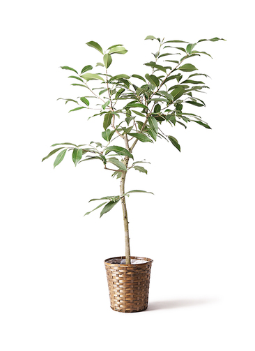 観葉植物 アマゾンオリーブ (ムラサキフトモモ) 8号 竹バスケット 付き