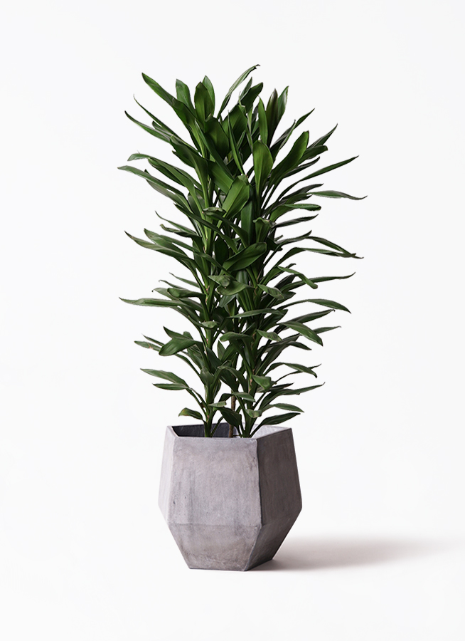 観葉植物 ドラセナ グローカル 10号 エコストーンGray 付き | 観葉植物