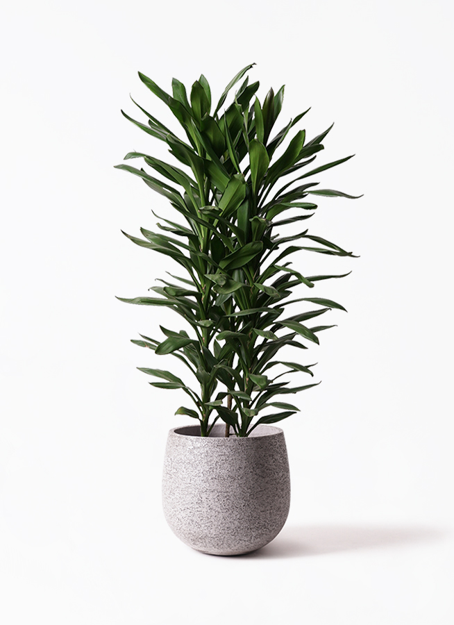 【XXL】寄植え　アレンジメント観葉植物　ドラセナ　クロトン　クリスタル製 dracaena-glocal-75_1.jpg?
