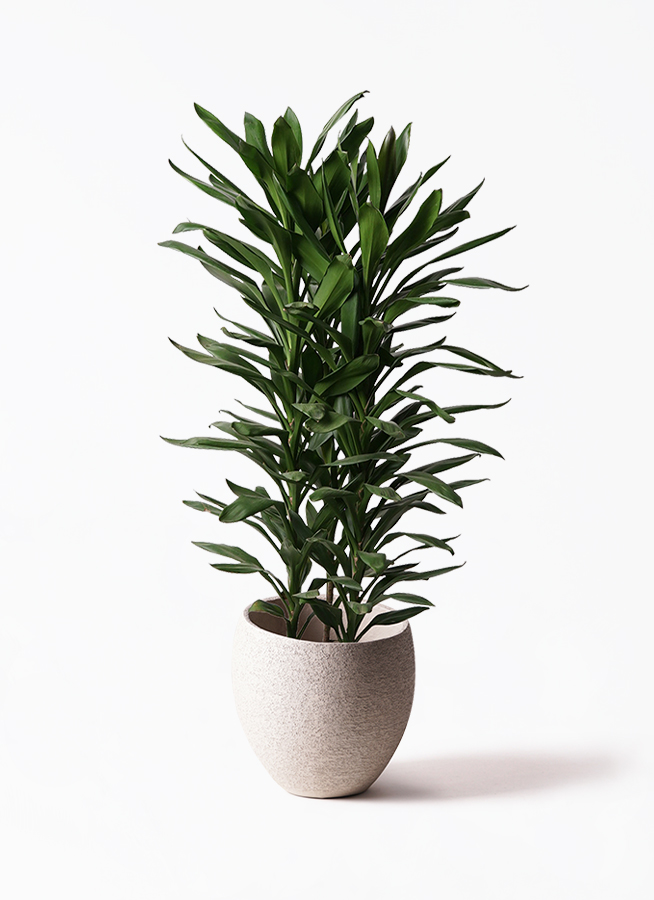 【PEKO⚠】深緑で艶ある葉っぱが魅力♪ドラセナグローカル鉢植え10号 観葉植物 ドラセナ グローカル 10号 プラスチック鉢 | 観葉植物なら