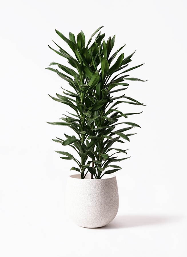 【PEKO⚠】深緑で艶ある葉っぱが魅力♪ドラセナグローカル鉢植え10号 楽天市場】ドラセナ・グローカル 10号 観葉植物 コルディリネ 大鉢 その他観葉植物