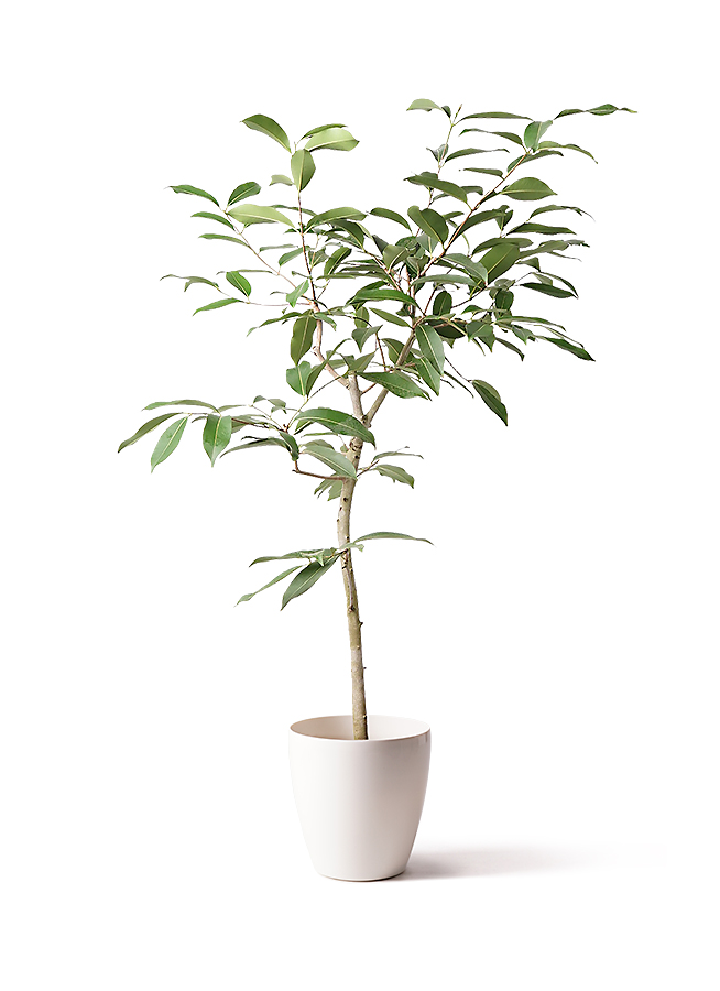 観葉植物 アマゾンオリーブ (ムラサキフトモモ) 8号 ラスターポット