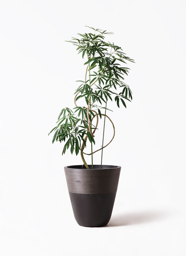 angustifolia-183_1.jpg?1564738909