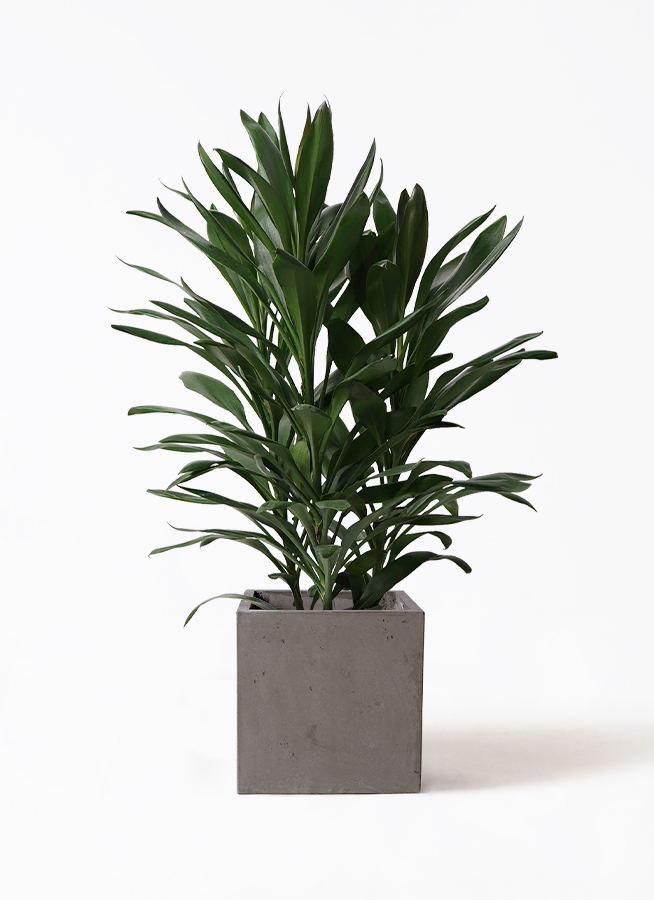 dracaena-glocal-30_1.jpg?