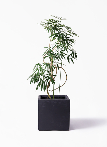 観葉植物 シェフレラ アンガスティフォリア 10号 曲り ベータ キューブ