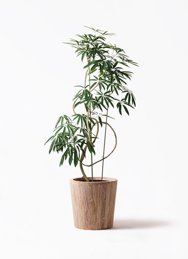 観葉植物 シェフレラ アンガスティフォリア 10号 曲り ウッド