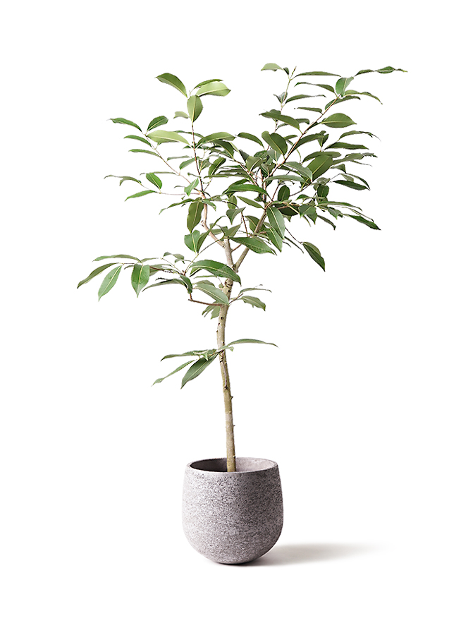 現品　アマゾンオリーブ　観葉植物　希少　人気　インテリアグリーン　ドライガーデン アマゾン・オリーブ 素敵な樹形のアマゾンオリーブが入荷して