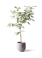 観葉植物 アマゾンオリーブ (ムラサキフトモモ) 8号 竹バスケット 付き