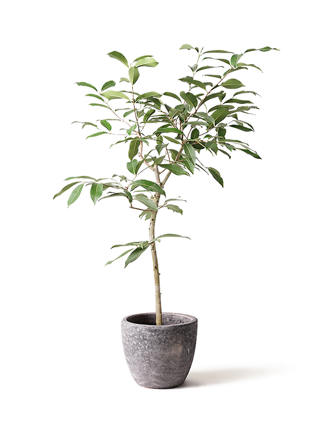 amoonオリーブ36 amazon-olive-10_1.jpg?1564738936