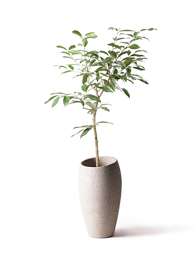 観葉植物 アマゾンオリーブ (ムラサキフトモモ) 8号