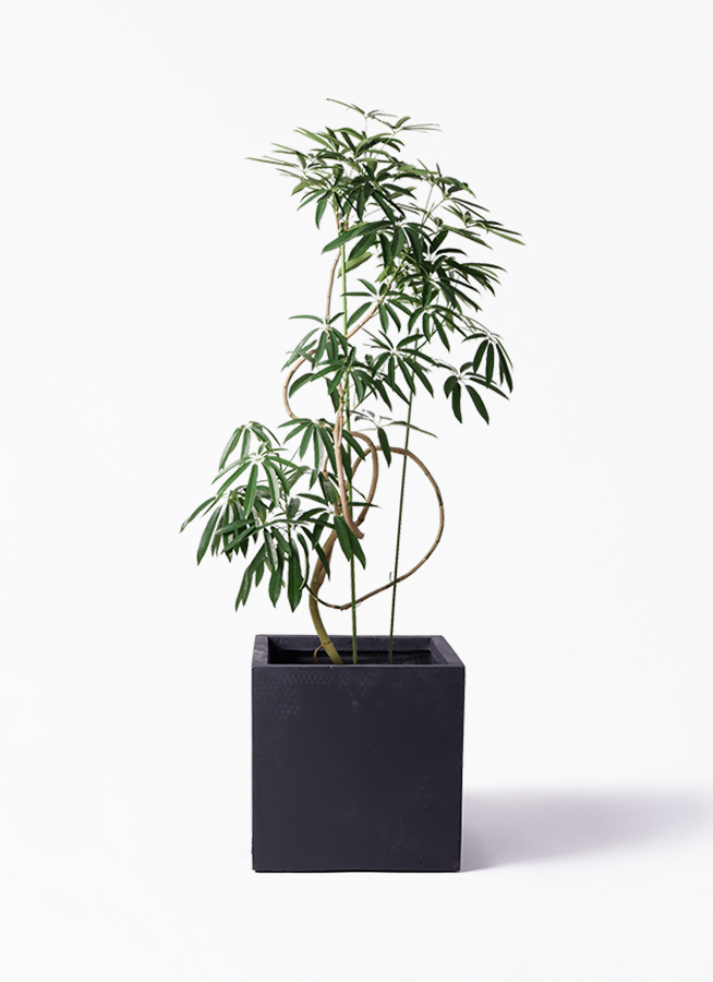 angustifolia-81_1.jpg?1564738946