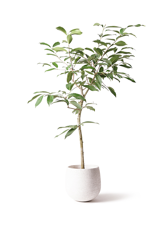 観葉植物 アマゾンオリーブ (ムラサキフトモモ) 8号 ラスターポット