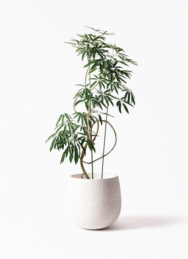 【現品】シェフレラ・アンガスティフォリア　曲がり　7号　茶鉢（2） angustifolia-23_1.jpg?1564738954