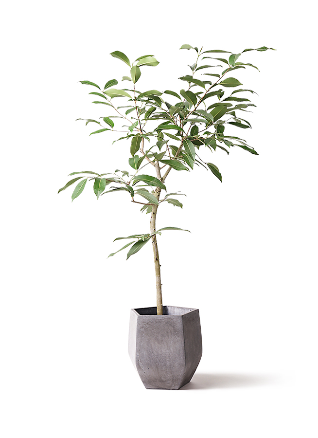 マニラヤシ。観葉植物 。鉢ごと無料で発送致します。 マニラヤシ。観葉植物。鉢ごと無料で発送致します。