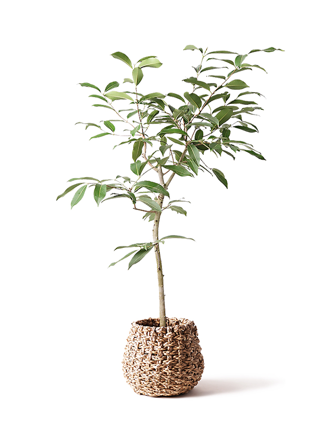 鉢カバー グレー 6号 | 観葉植物の鉢ならHitoHana