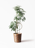 angustifolia-27_1.jpg?1564738962