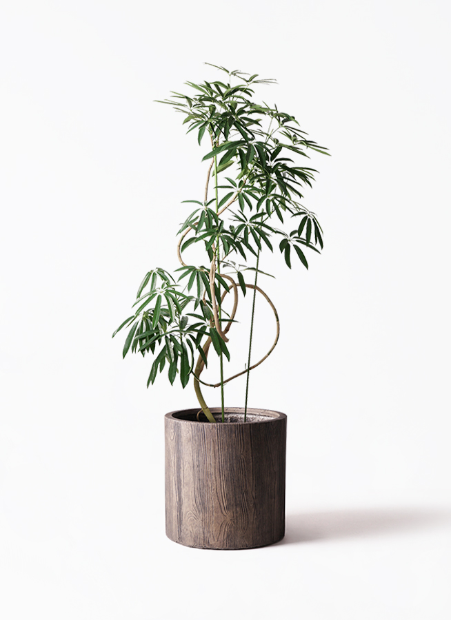 カラーサンドアート　コーヒーの木　観葉植物　シェフレラ　カポック カラーサンドアート コーヒーの木 観葉植物 シェフレラ カポック