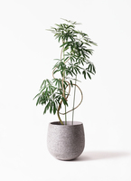 angustifolia-25_1.jpg?1564738971