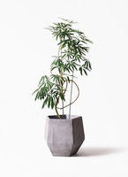 angustifolia-22_1.jpg?1564738991