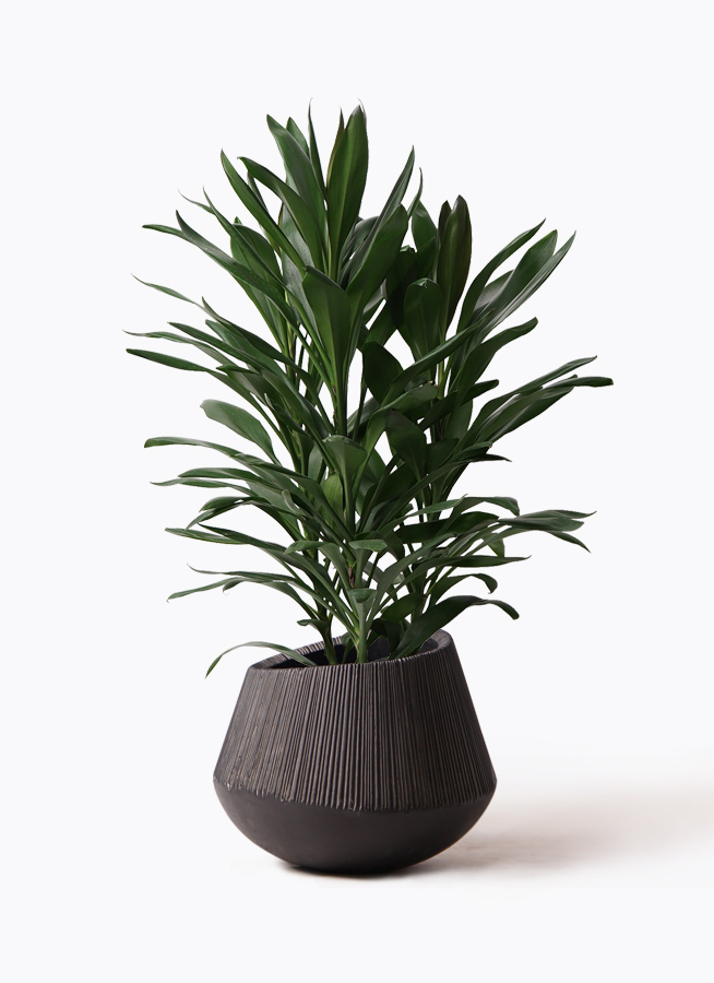 dracaena-glocal-51_1.jpg?