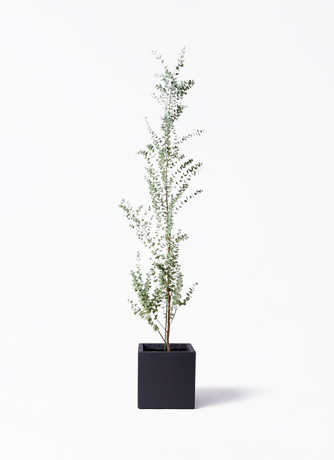 観葉植物 ユーカリ 8号 グニー ベータ キューブプランター 黒 付き