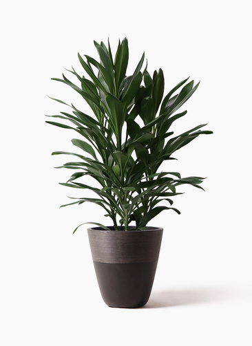dracaena-glocal-46_1.jpg?