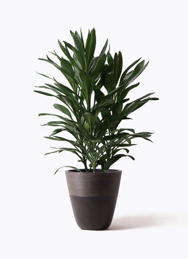【XXL】寄植え　アレンジメント観葉植物　ドラセナ　クロトン　クリスタル製 XXL】寄植え アレンジメント観葉植物 ドラセナ クロトン