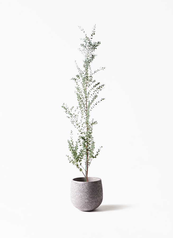 観葉植物 ユーカリ 8号 グニー エコストーンwhite 付き | 観葉植物なら