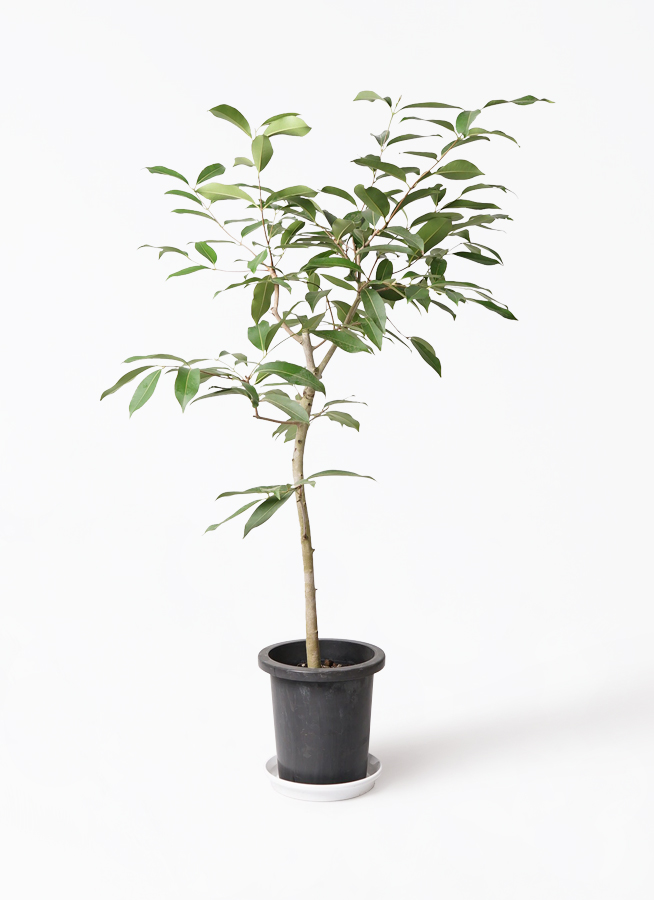 観葉植物 アマゾンオリーブ (ムラサキフトモモ) 8号