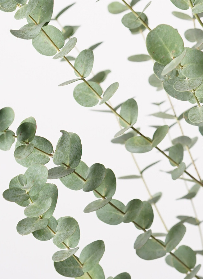 ユーカリオリーブ 観葉植物 ユーカリ 10号 グニー フェルム シリンダー オリーブグリーン