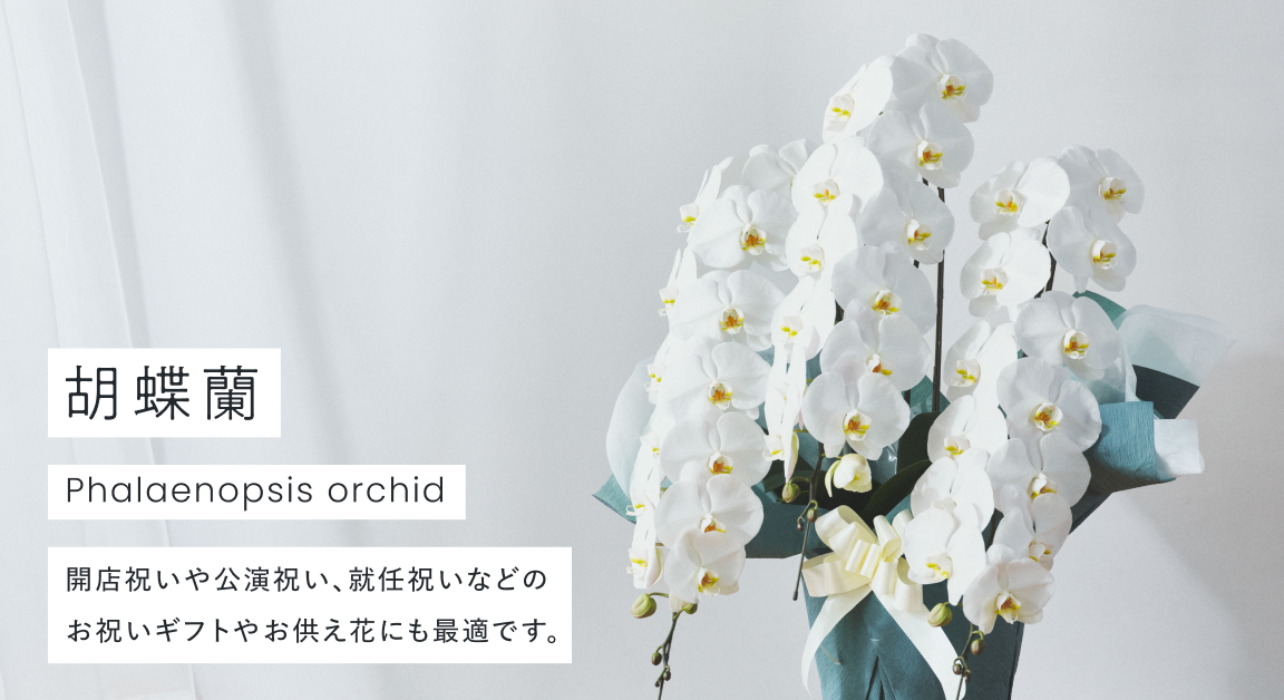 胡蝶蘭の通販 | お祝いギフト 全国翌日配送