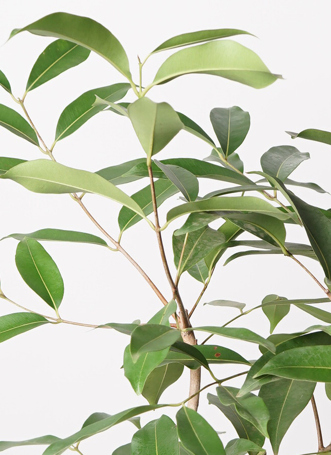 観葉植物 アマゾンオリーブ (ムラサキフトモモ) 8号 プラスチック鉢