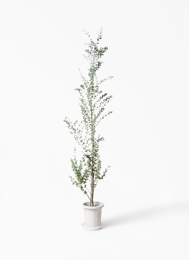 観葉植物 ユーカリ 8号 グニー プラスチック鉢 観葉植物ならhitohana ひとはな 観葉植物 ユーカリ 8号 グニー プラスチック鉢 観葉植物ならhitohana ひとはな