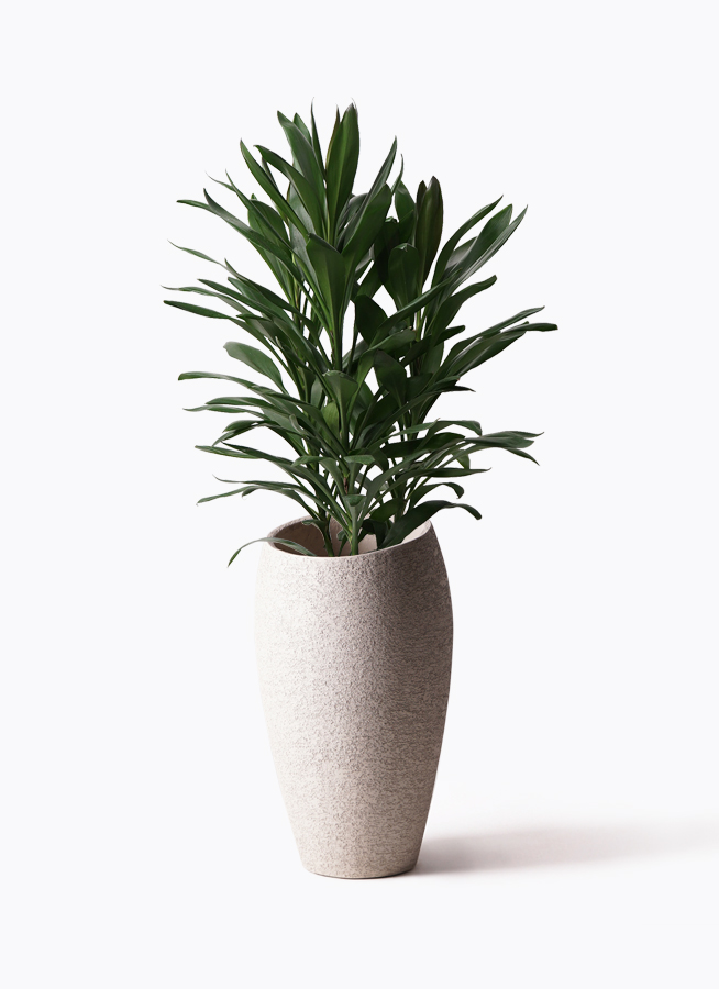 観葉植物 ドラセナ グローカル 8号 フェルム シリンダー オリーブ