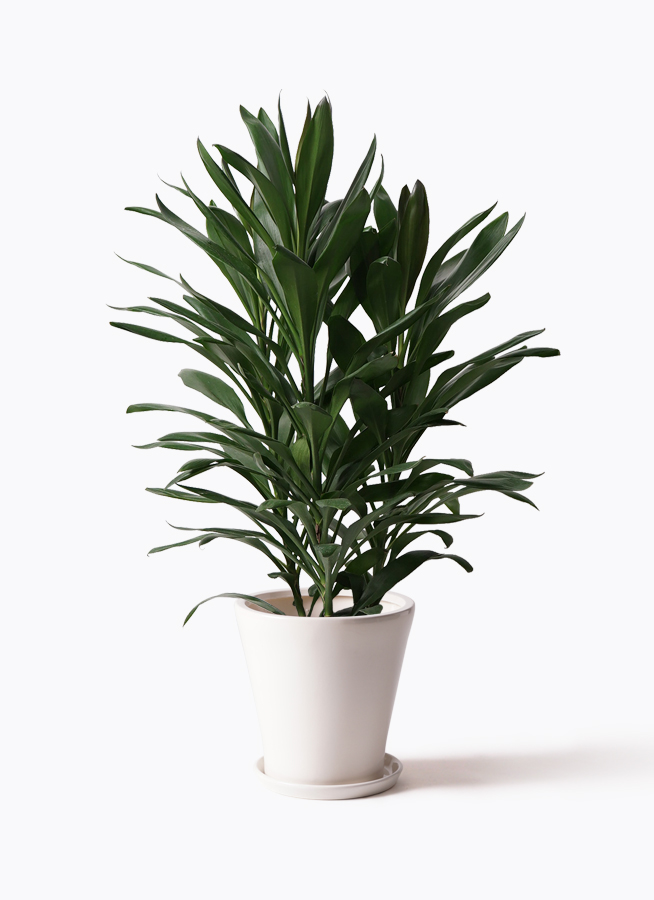 観葉植物 ドラセナ グローカル 8号 ラッシュバスケット Natural 付き