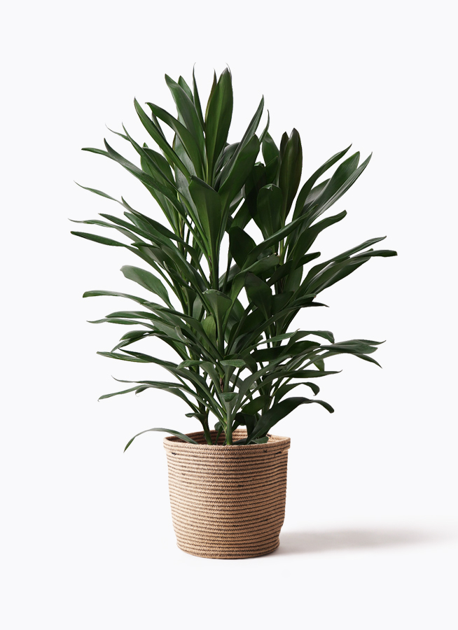 叶　 観葉植物 ドラセナ グローカル 8号 コンカー キューブ 灰 付き