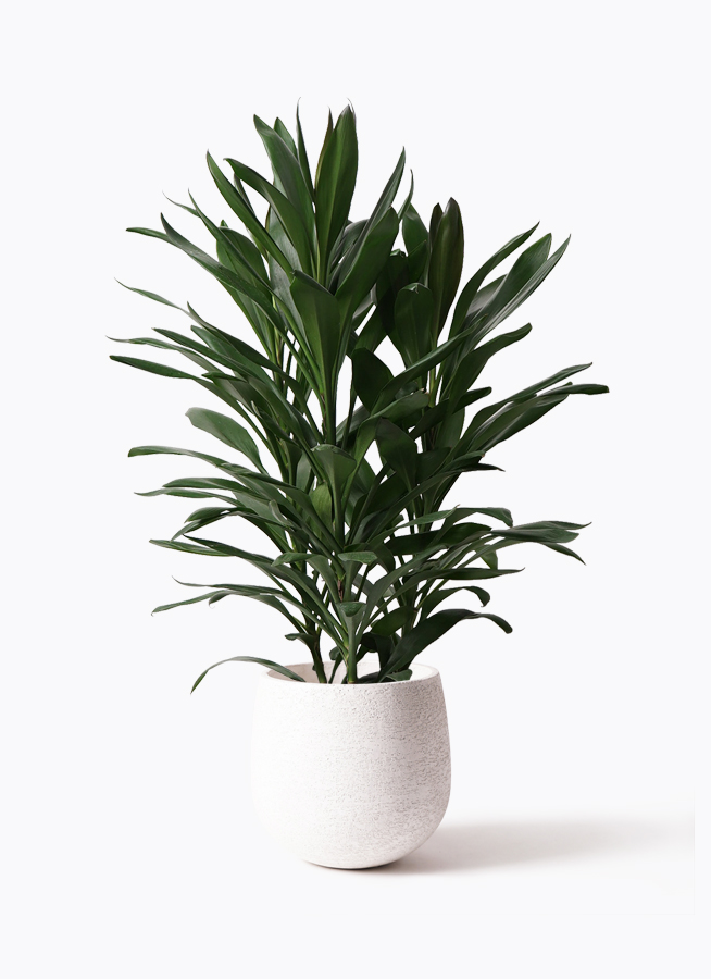 観葉植物 ドラセナ グローカル 8号 コンカー キューブ 灰 付き | 観葉