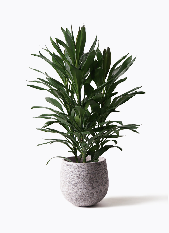 観葉植物 ドラセナ グローカル dracaena-glocal-2_1.jpg?1564739496