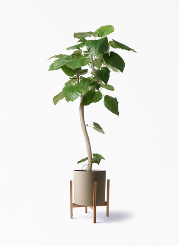 観葉植物 フィカス ウンベラータ 8号 曲り ホルスト シリンダー