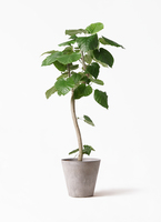 ［現品］※売約済※ 法人　7番　フィカス　ウンベラータ　8号　観葉植物　室内 観葉植物 フィカス ウンベラータ 7号 ノーマル プラスチック鉢 | 観葉
