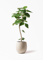 ［現品］42番　フィカス　ウンベラータ　曲がり　8号　観葉植物　室内　大型　人気 観葉植物 フィカス ウンベラータ 8号 ノーマル ラスターポット