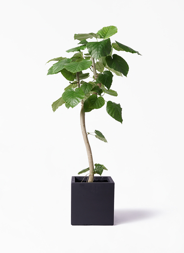 フィカス ウンベラータ 138cm 8号 spiral フィカス ウンベラータ 138cm 8号 spiral