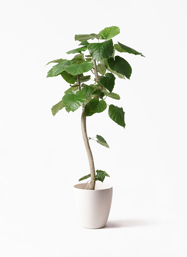 火口ひかり■フィカス・ウンベラータ/観葉植物/230cm■気根と多数の葉 火口ひかり様専用□フィカス・ウンベラータ/観葉植物/230cm