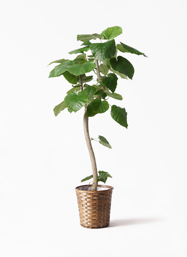 フィカス ウンベラータ 145cm 8号 フィカス・ウンベラータ 8号の現品商品 | 観葉植物通販AONOKI（あおのき）