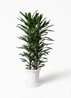 【XXL】寄植え　アレンジメント観葉植物　ドラセナ　クロトン　クリスタル製 XXL】寄植え アレンジメント観葉植物 ドラセナ クロトン