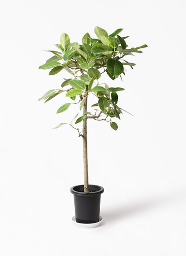 ficus-altissima-38_1.jpg?