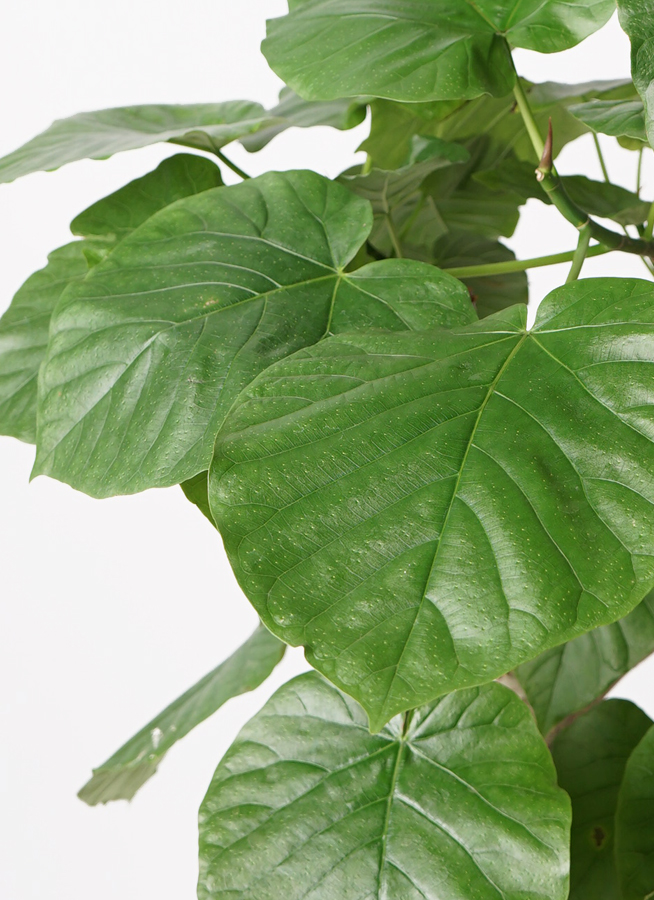 観葉植物 フィカス ウンベラータ 8号 曲り エディラウンド グレイ 付き