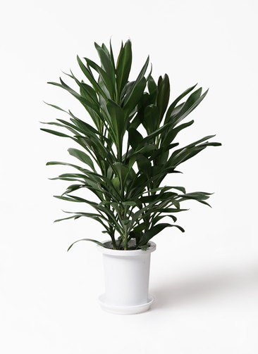 dracaena-glocal-1_1.jpg?1564739834