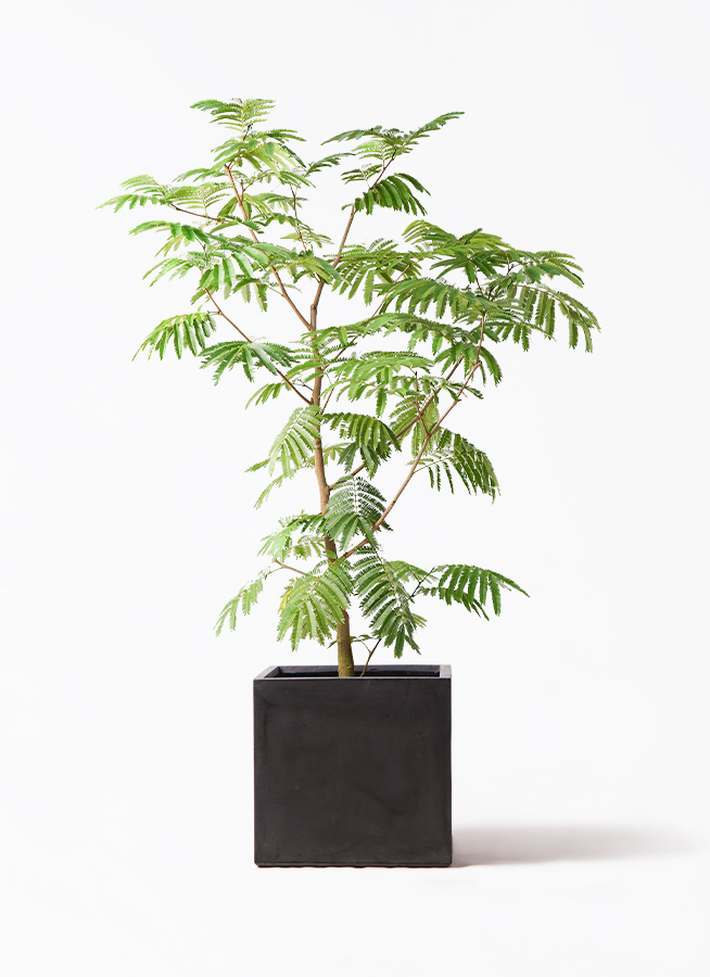 【最終値下げ】観葉植物 エバーフレッシュ 観葉植物 エバーフレッシュ 10号 ボサ造り ファイバークレイ キューブ